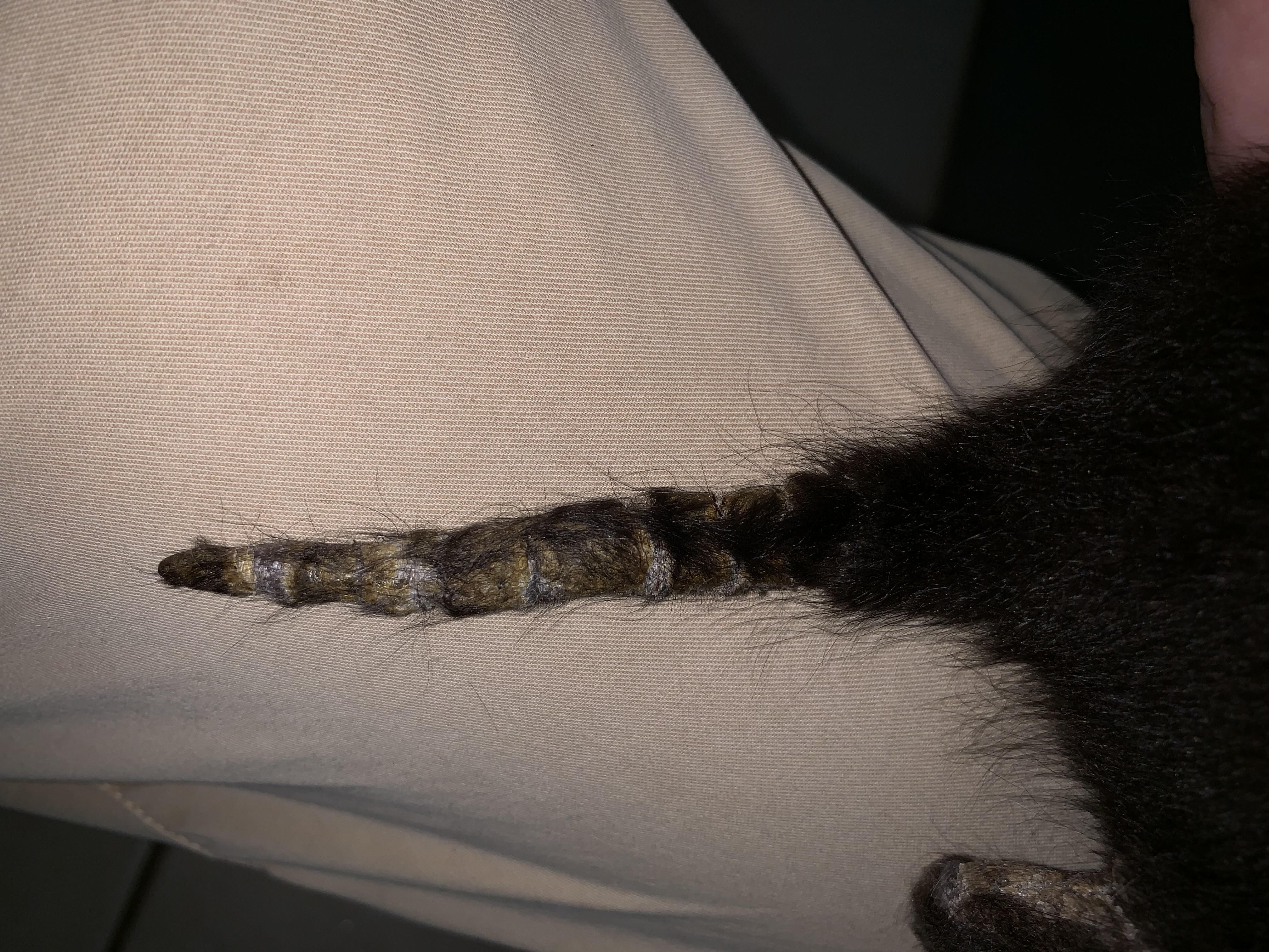 Help Baby Kitten Tail/Back Paws Skin Cracking/Loss of Hair Very