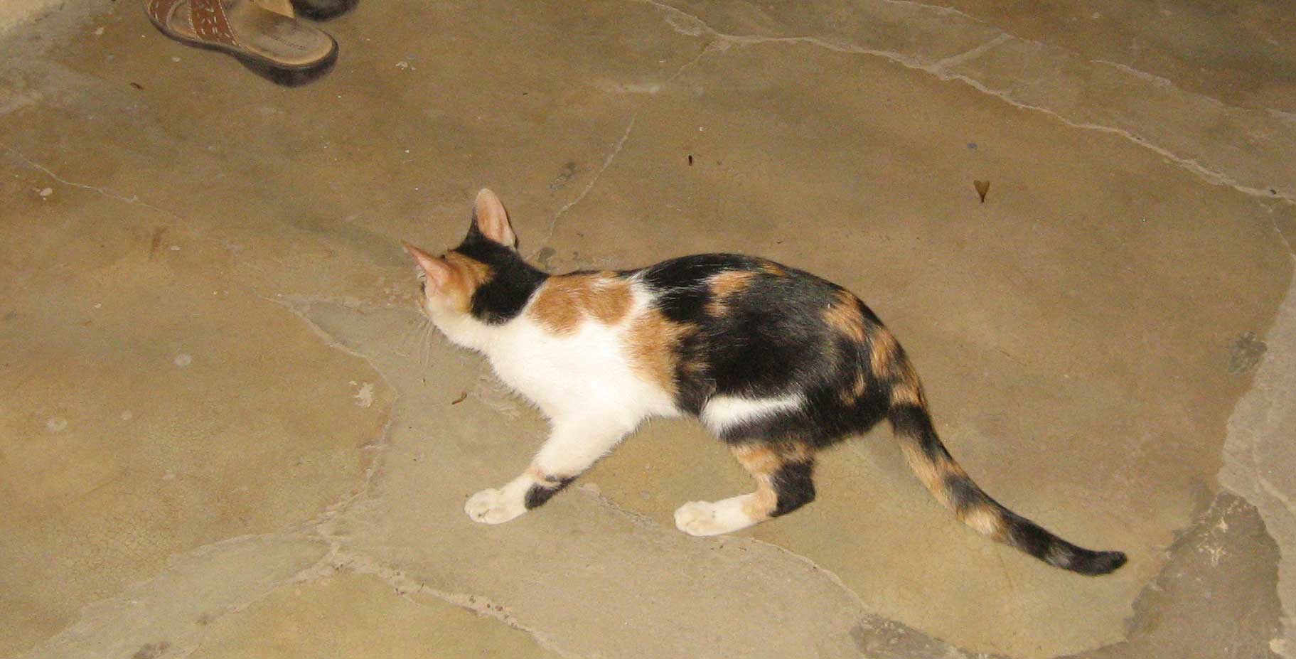 Termites, One Of My Cat's Favorite Snacks TheCatSite