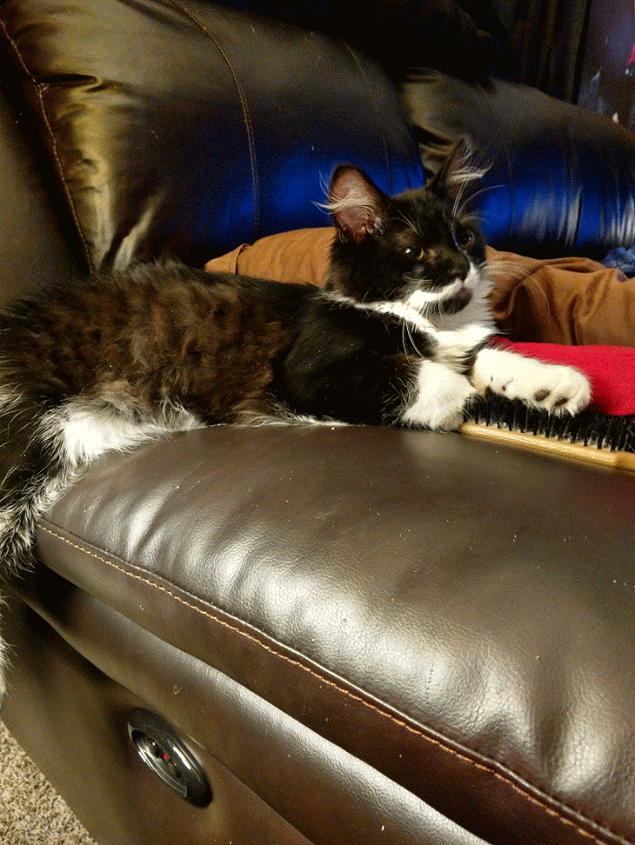 Picture Of Cats Yawning Page 14 TheCatSite