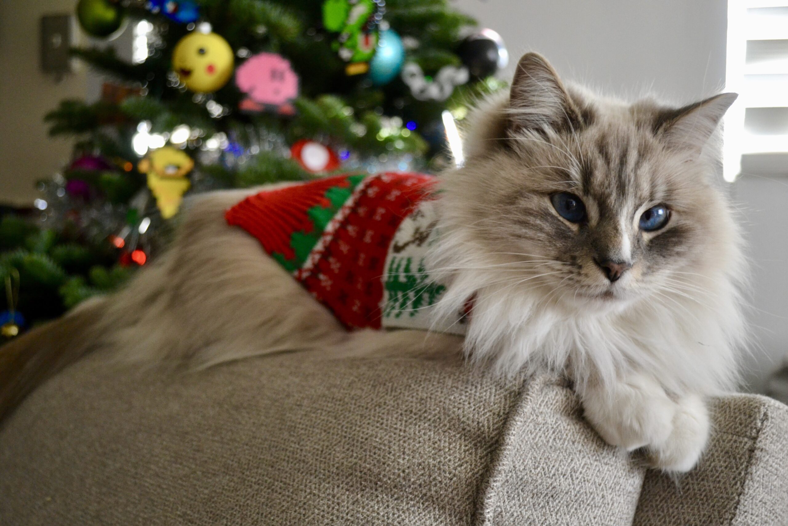 9 Crucial Cat Safety Tips for Christmas TheCatSite