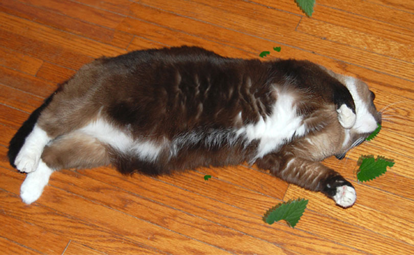How Does Catnip Affect Cats? [3 Actionable Ways] TheCatSite