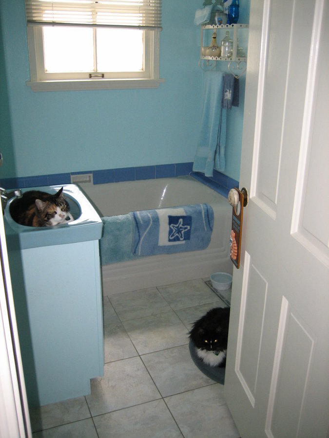 Why Do Cats Paw At The Water Dish? TheCatSite