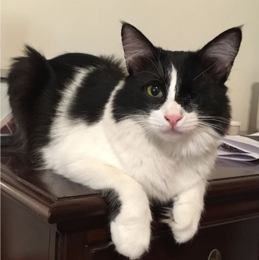 Rescuing Cats In Saudi Arabia Lauren's Story TheCatSite