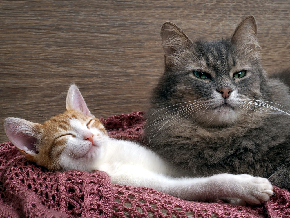 How To Introduce A Kitten To An Older Cat TheCatSite