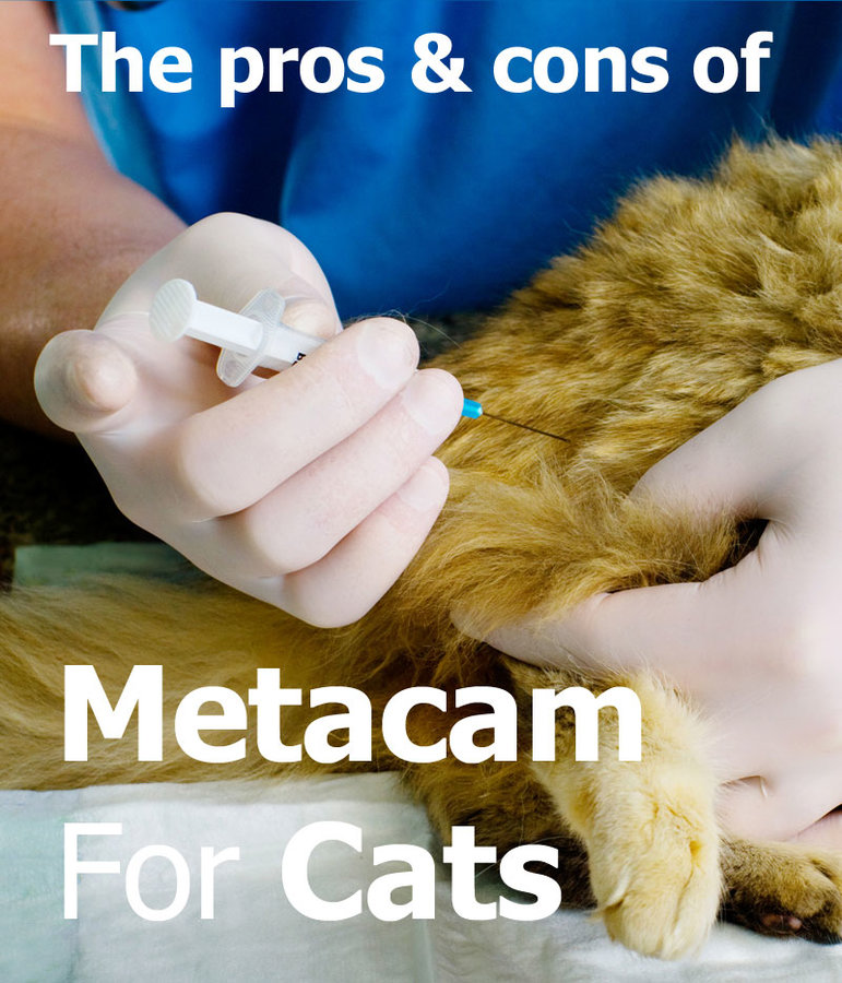 Pain Meds For Cats petfinder