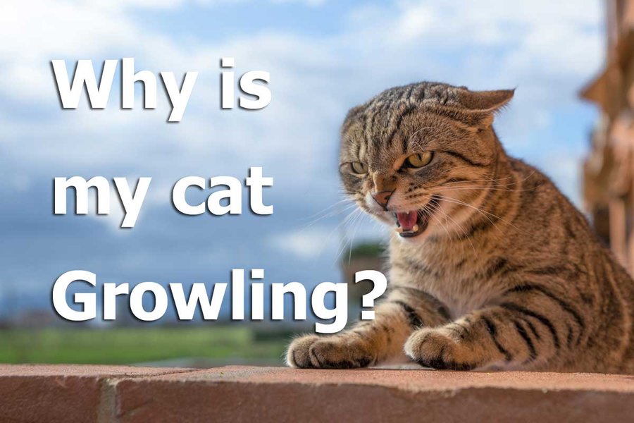 Why Is My Cat Growling? TheCatSite Articles