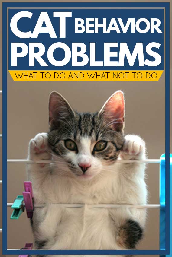 Top 9 Cat Behavior Problems [And How To Deal With Them] TheCatSite