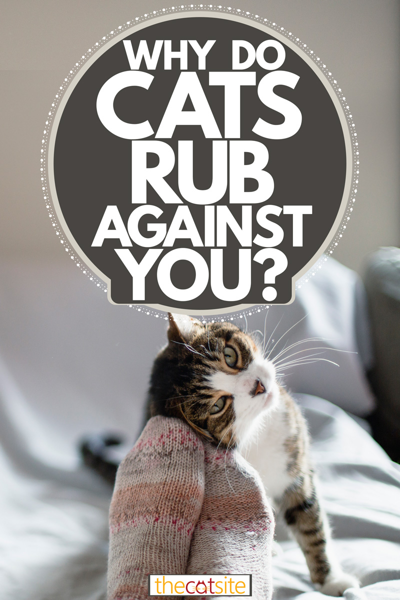 Why Does My Cat Keep Rubbing On Me And Meowing at Ruby Crandell blog