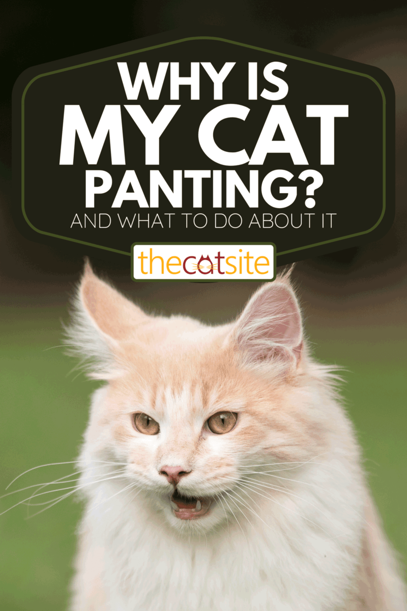 Why Is My Cat Panting? [And What To Do About It] TheCatSite
