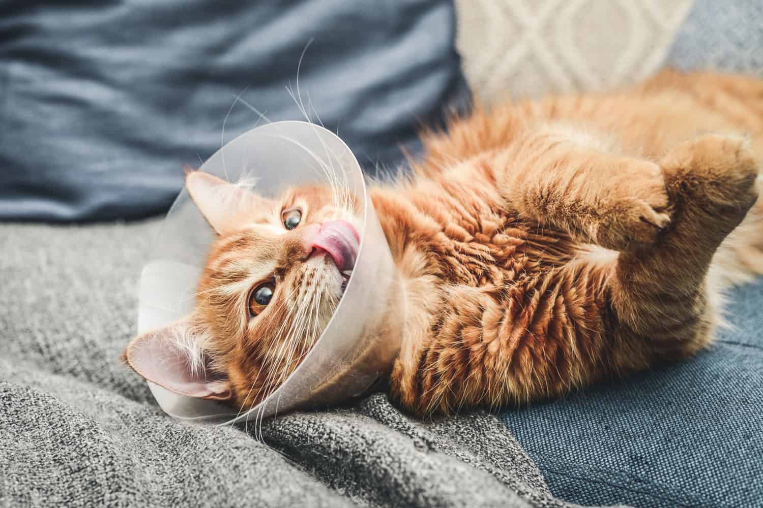 The Cat Cone [A Complete Owner's Guide] TheCatSite
