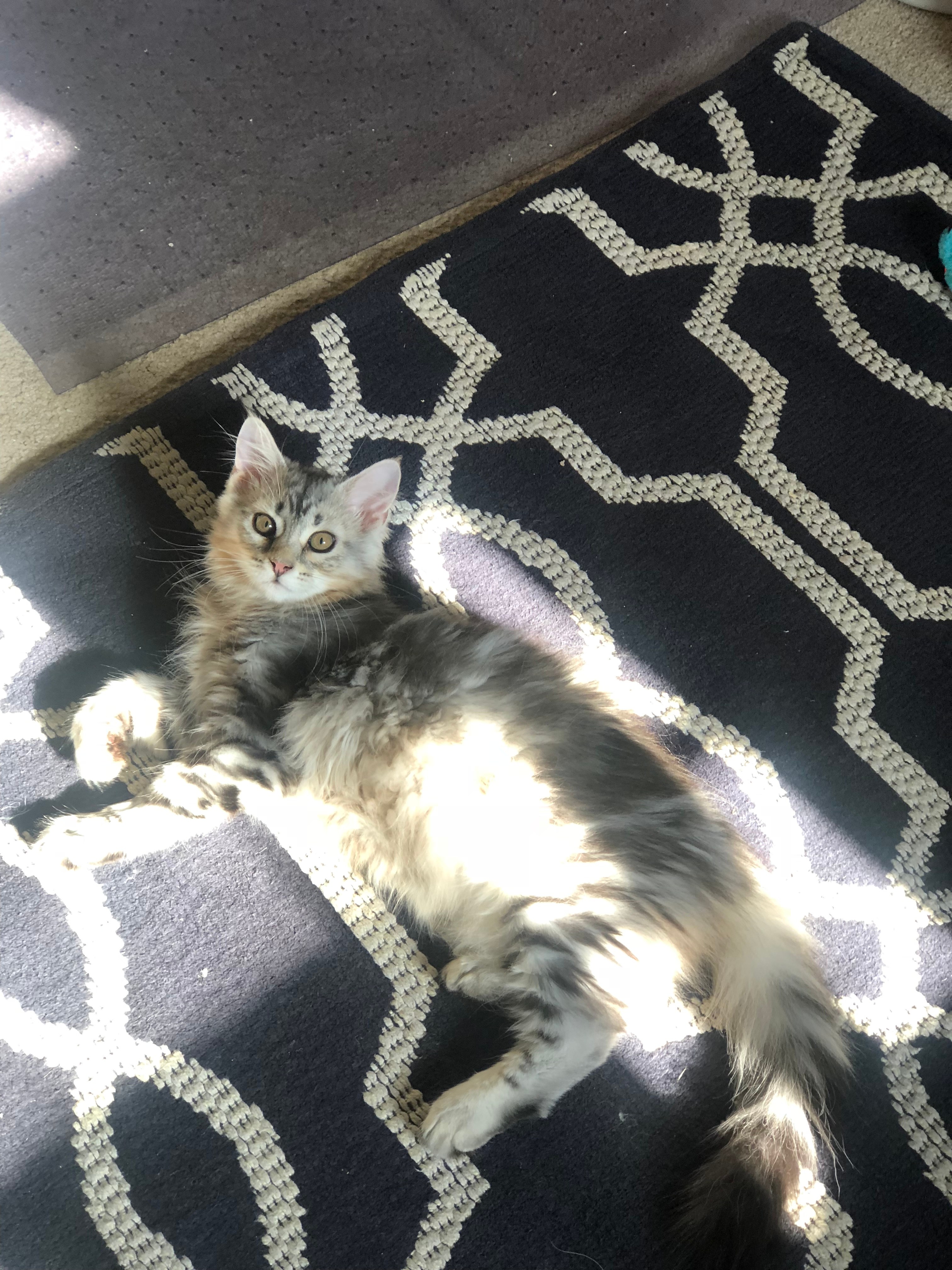 Average Kitten Size/weight? TheCatSite