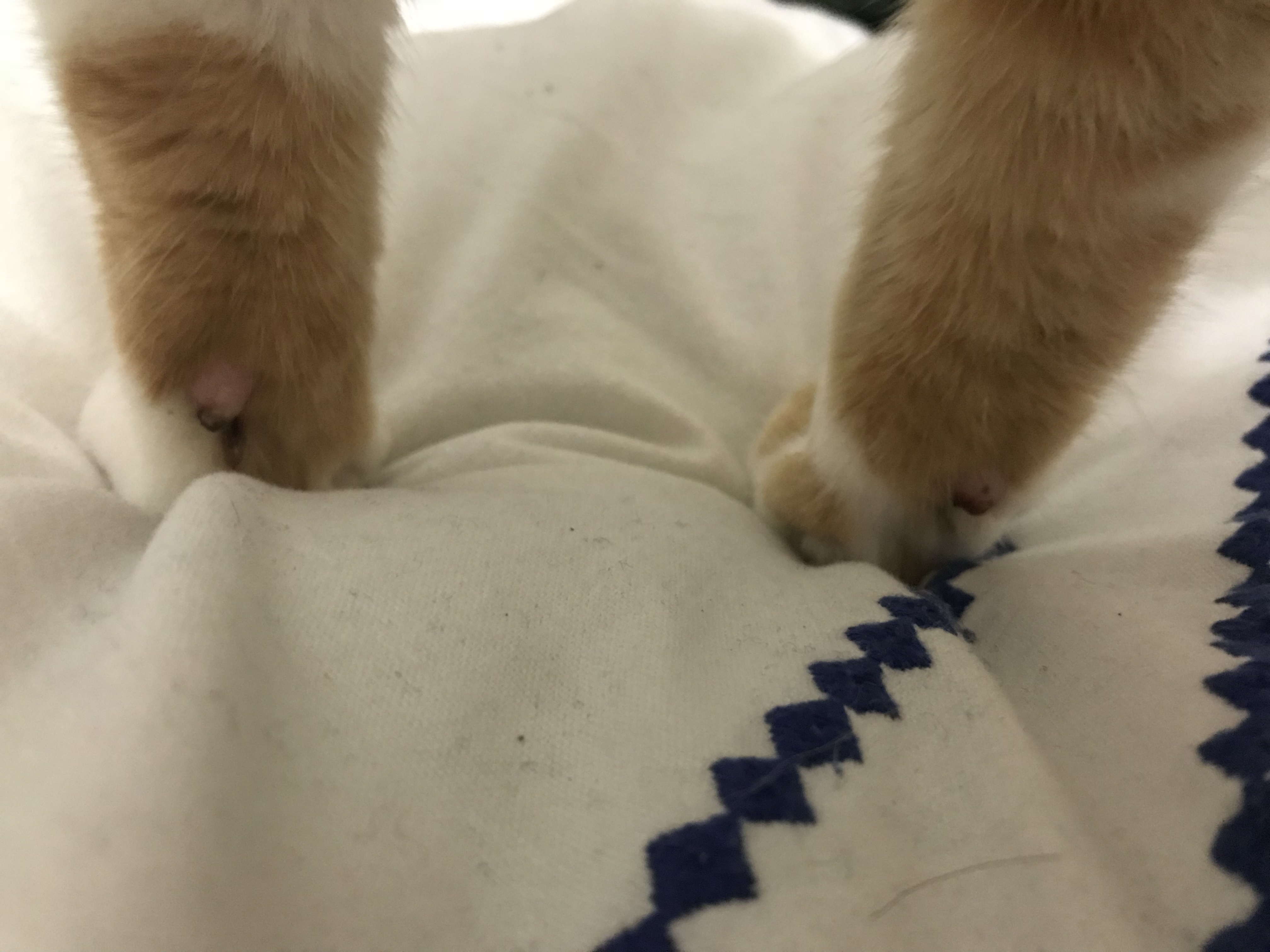 Will a cat's nail grow back if it was completely ripped off and only