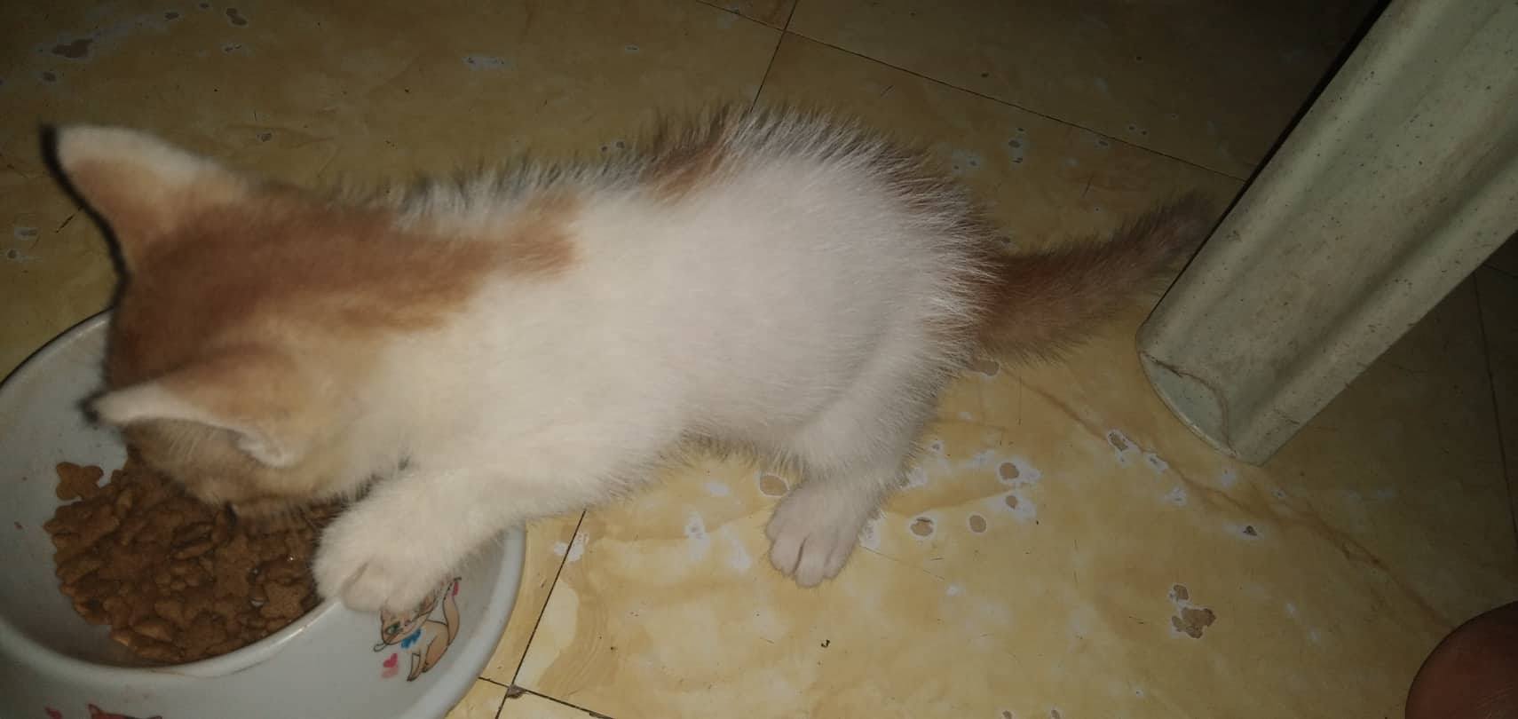 Will My Cat Have Long Hair Or A Short Hair? TheCatSite