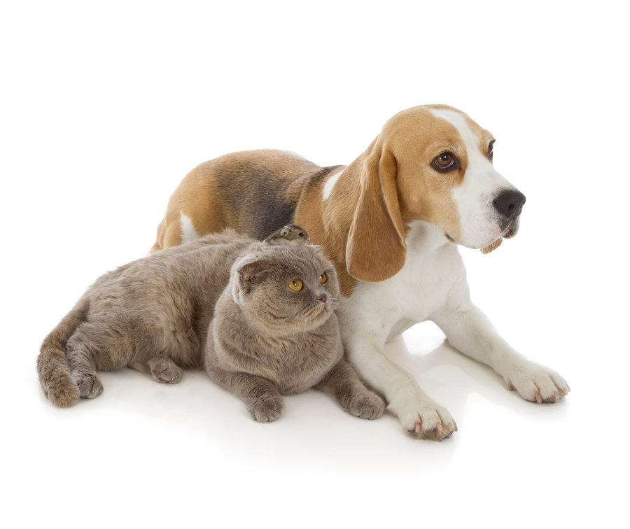 Beagles and cats TheCatSite
