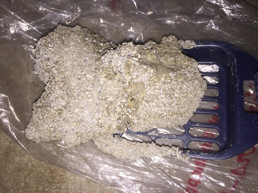 Diabetic Cat Sticky Urine And Litter Box connectionlasopa