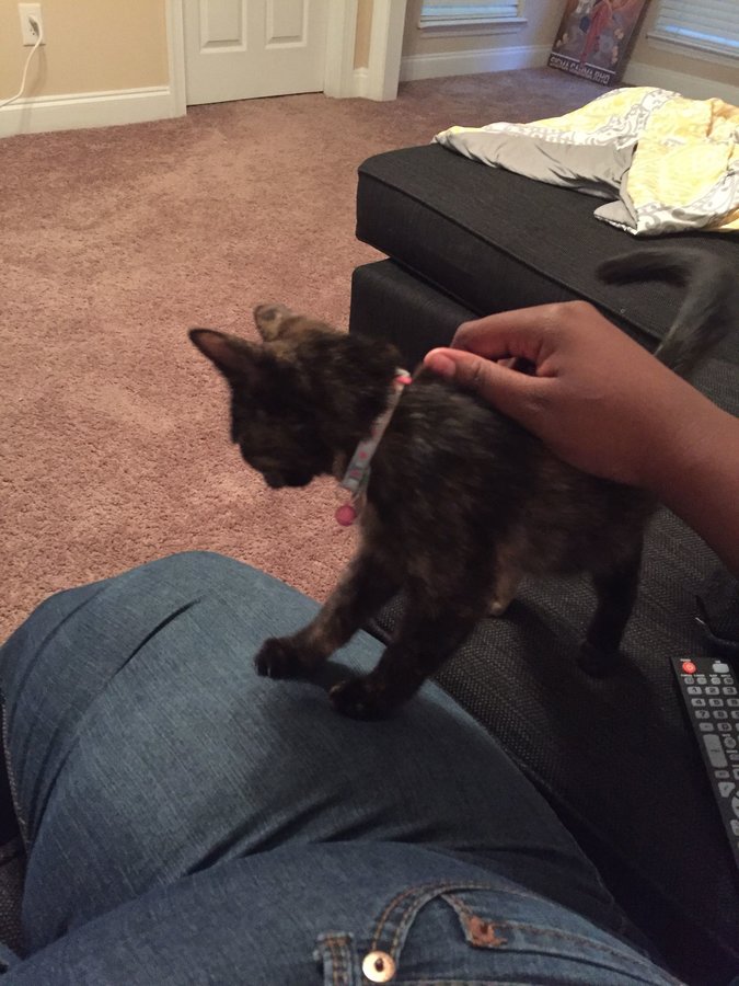 Cat Squeaks Instead Of Meows