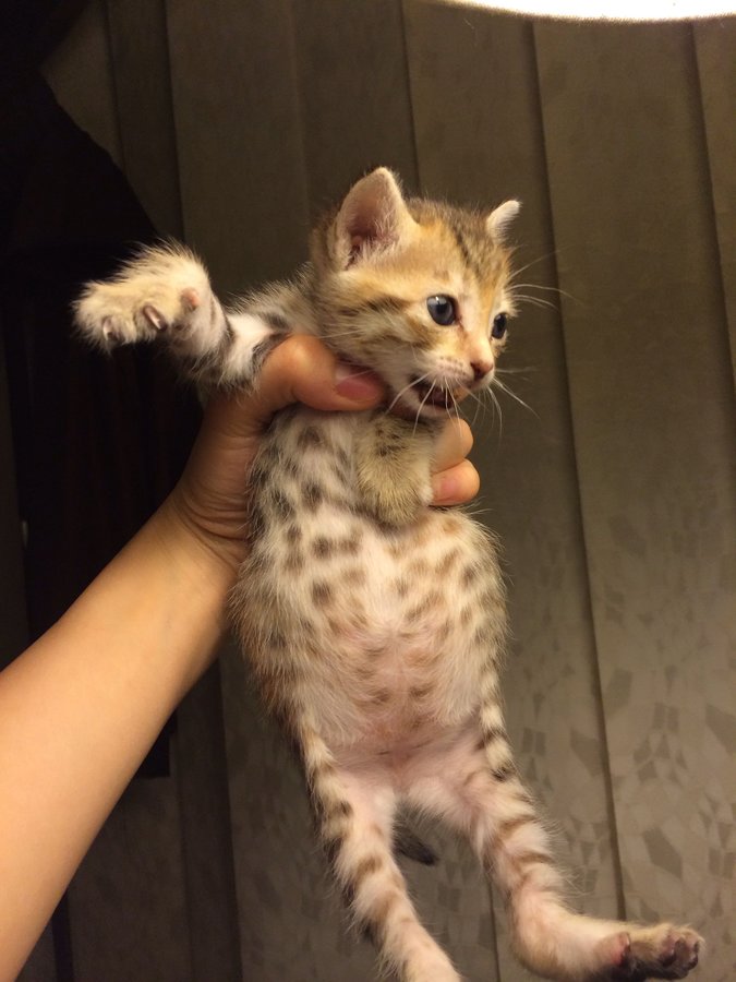 Pregnant Kitten Belly Blackmores Pregnancy