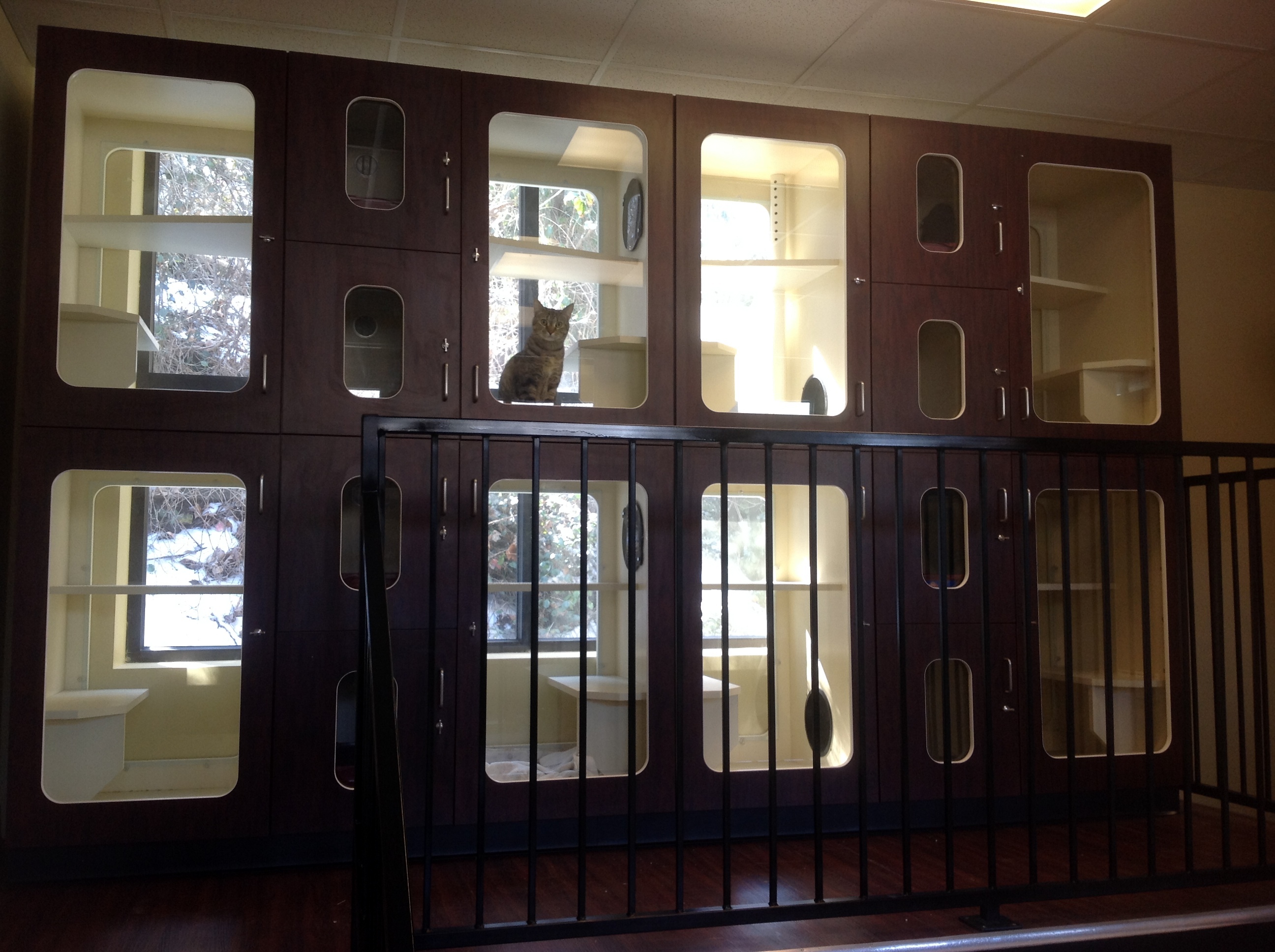 Cage Free Boarding The Cats on Commerce