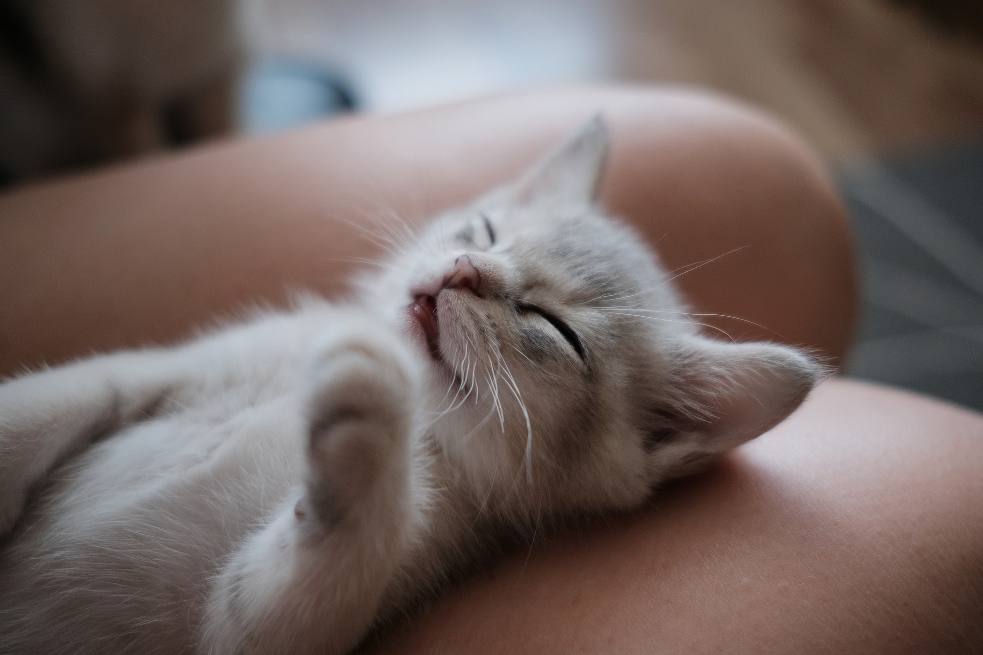 Why Does A Cat Sit On Your Lap? The Cats Pawspective