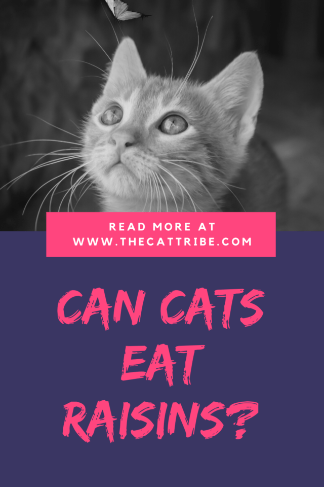 Can Cats Eat Raisins? The 1 Alarming Fact Most People Ignore! The