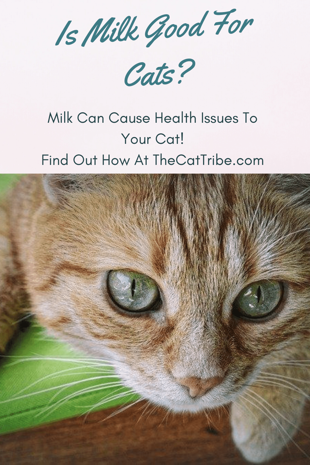 Is Milk Good For Cats? The 1 Harsh Truth From (Tom & Jerry) To The