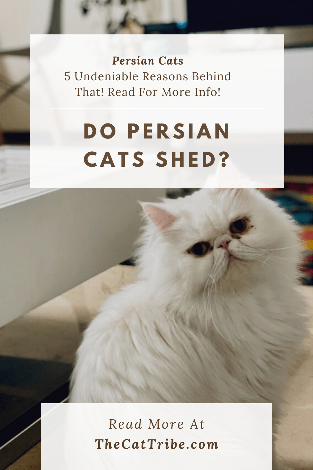 Do Persian Cats Shed? 5 Undeniable Reasons Behind That! The Cat Tribe