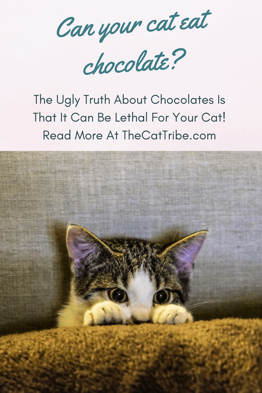 Can Cats Eat Chocolate? 2 Dangerous Facts And How To Protect Your Cat