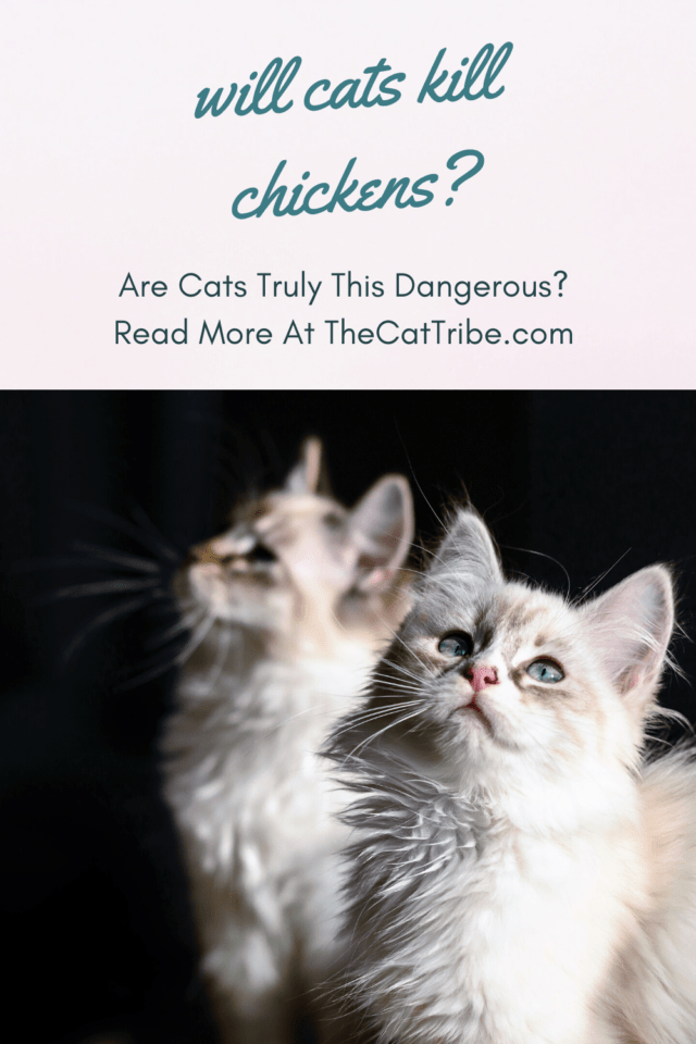Will Cats Kill Chickens? The 1 Fact You Need To Know! The Cat Tribe