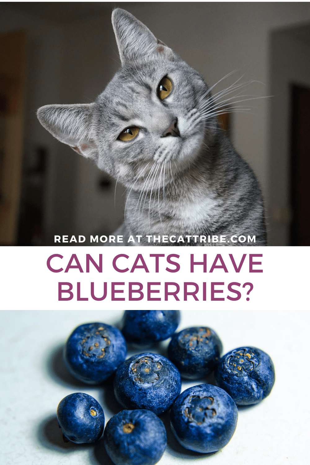 Can Cats Have Blueberries? 5 Essential Benefits Of Blueberries For Your