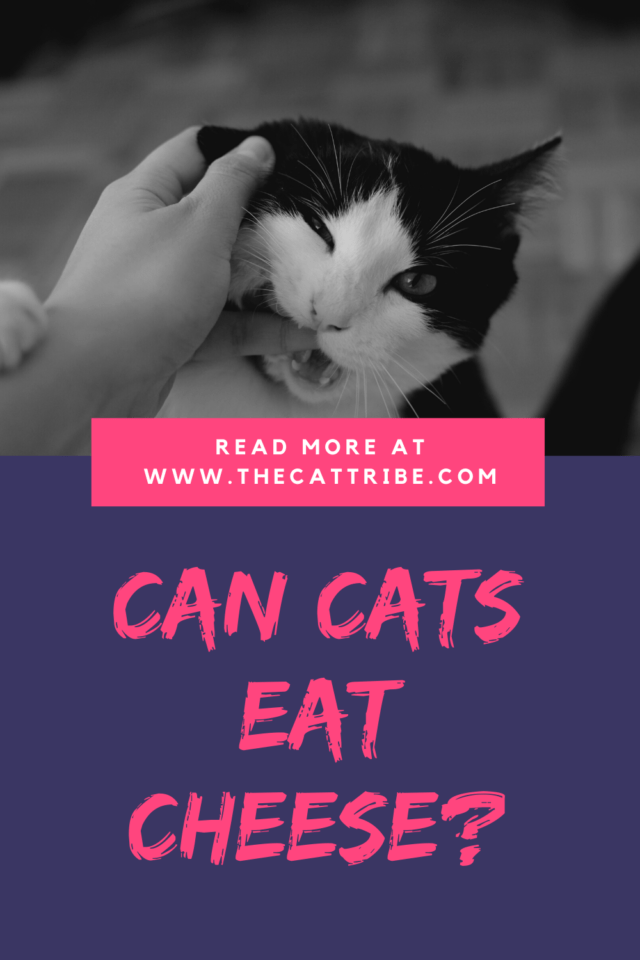 Can Cats Eat Cheese? 2 Controversial Answers About Cats And Cheese