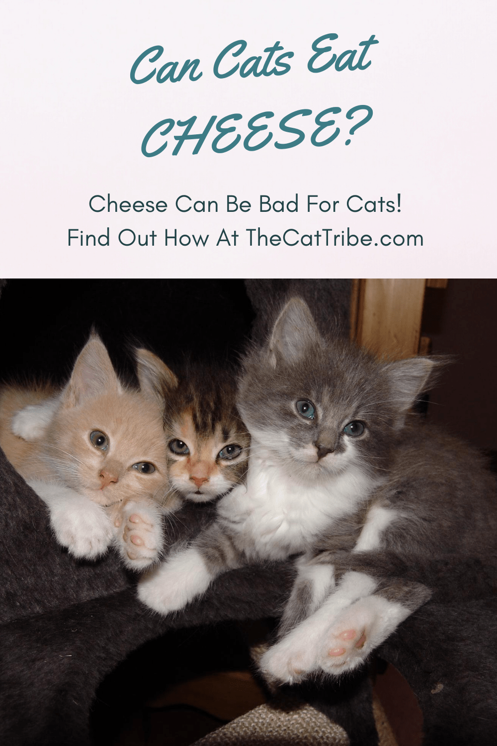 Can Cats Eat Cheese? 2 Controversial Answers About Cats And Cheese The Cat Tribe