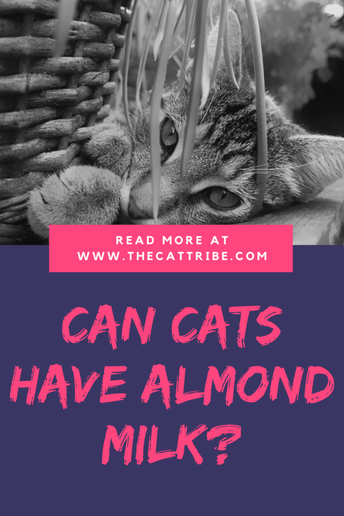 Can Cats Have Almond Milk? Find Out The 3 Best Benefits Of Almond Milk