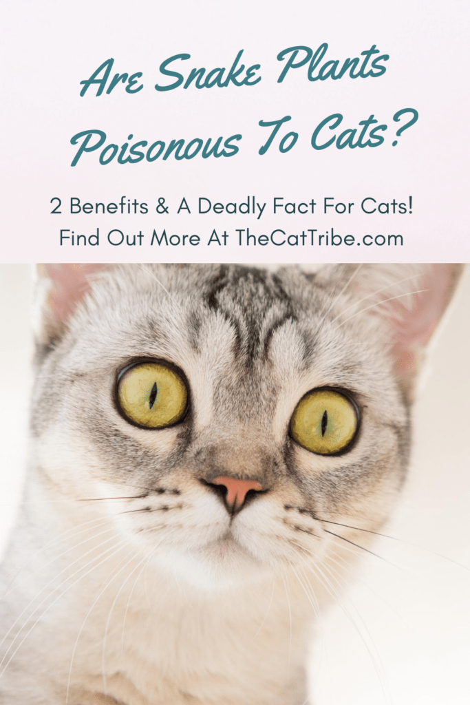 Are Snake Plants Poisonous To Cats? 2 Amazing Benefits For Snake Plants