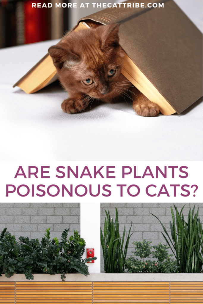 Are Snake Plants Poisonous To Cats? 2 Amazing Benefits For Snake Plants