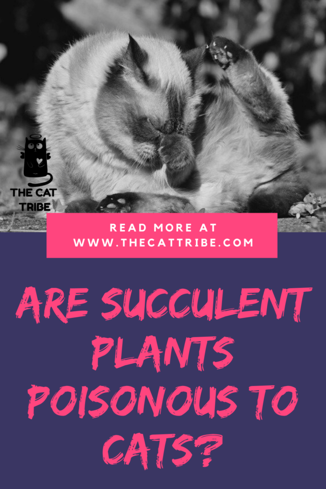 Are Succulent Plants Poisonous To Cats? 8 Beautiful Yet Harmful
