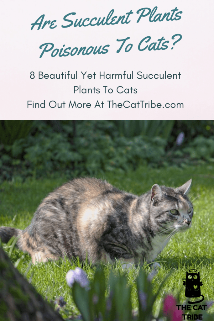 Are Succulent Plants Poisonous To Cats? 8 Beautiful Yet Harmful