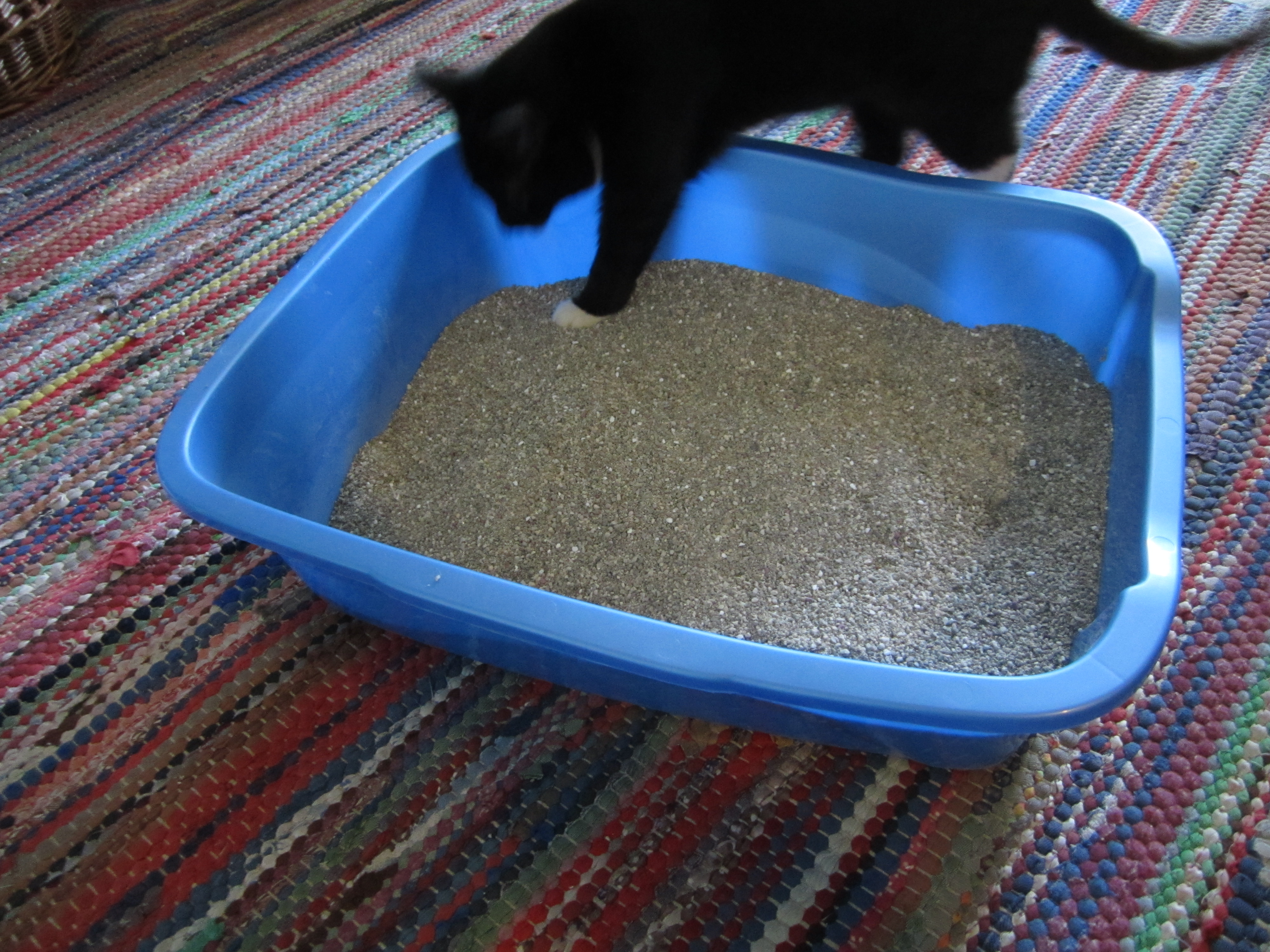 Therapy Thursday My litter box is dirty and my staff won
