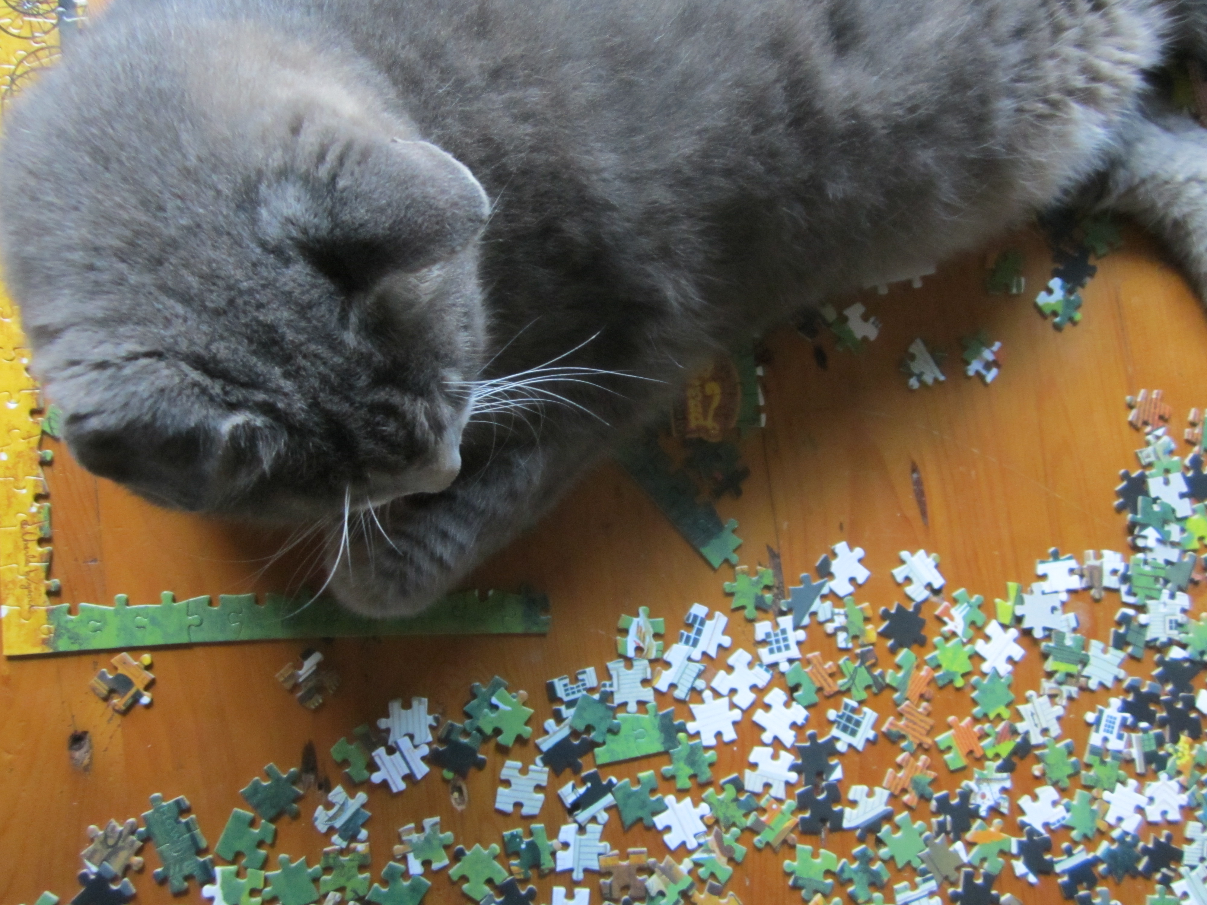 Advice for cats The best place to rest is on a puzzle