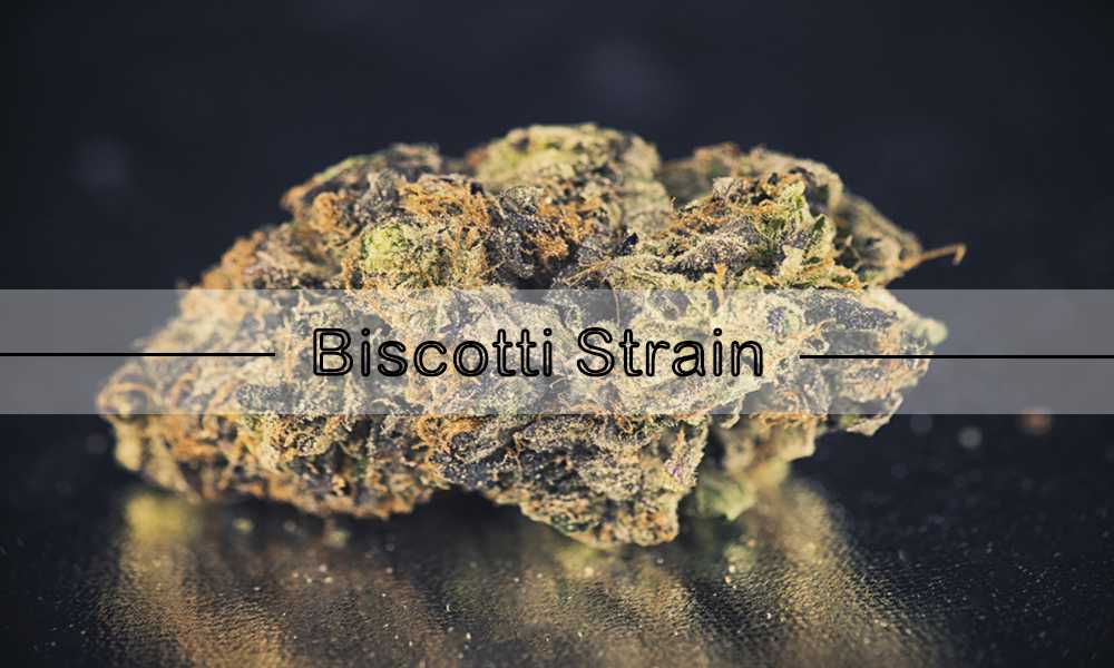 Biscotti Strain Details About Potency, Origin, Growing To Medical Benefits