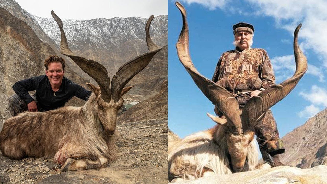 Hunting Pakistan’s Endangered Species The Centrum Media
