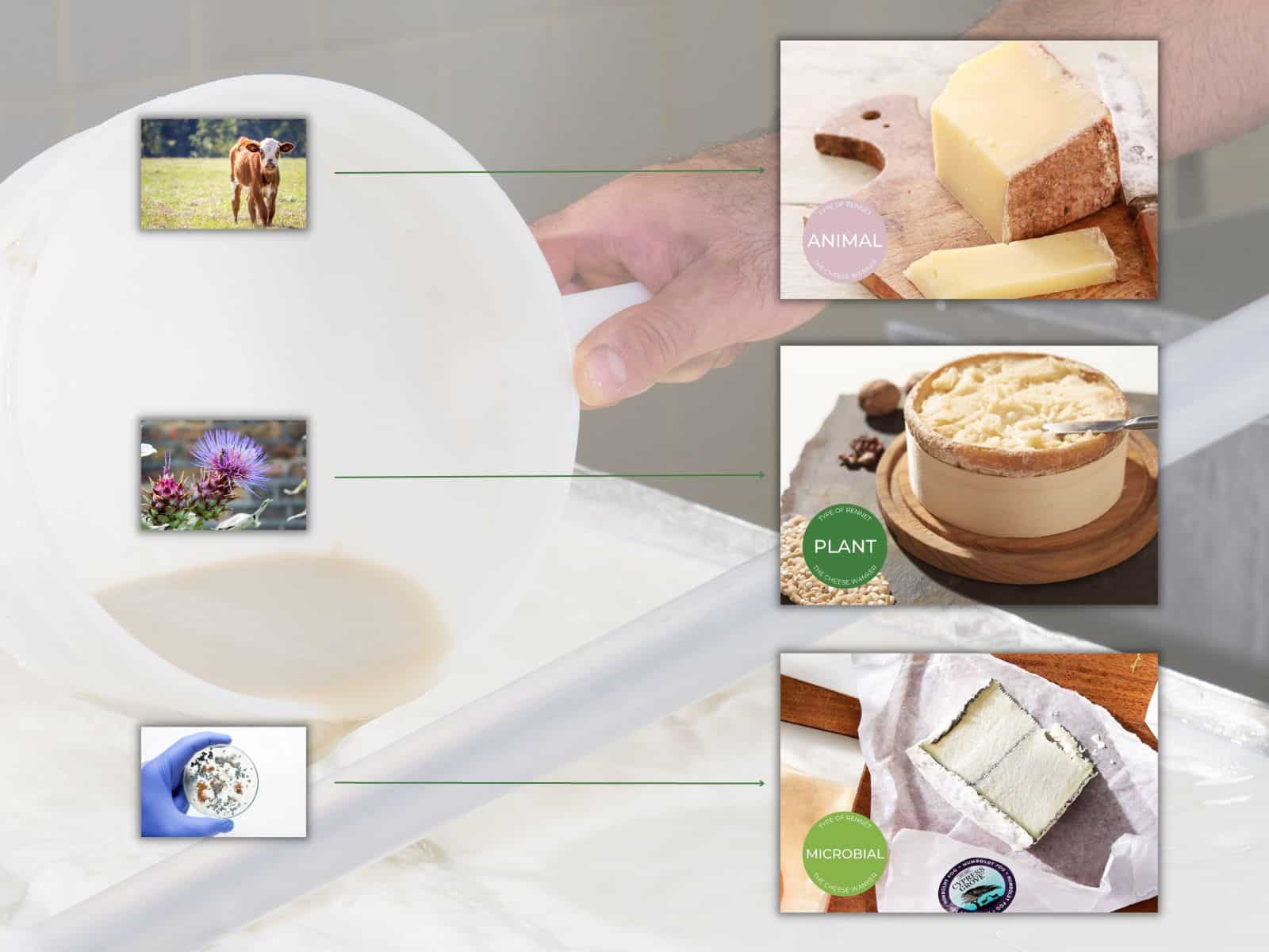 in Cheesemaking The Definitive Guide (Popular Examples)