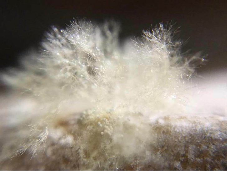 Can You Eat Mouldy Cheese? (Examples of Safe & Unsafe Mould)