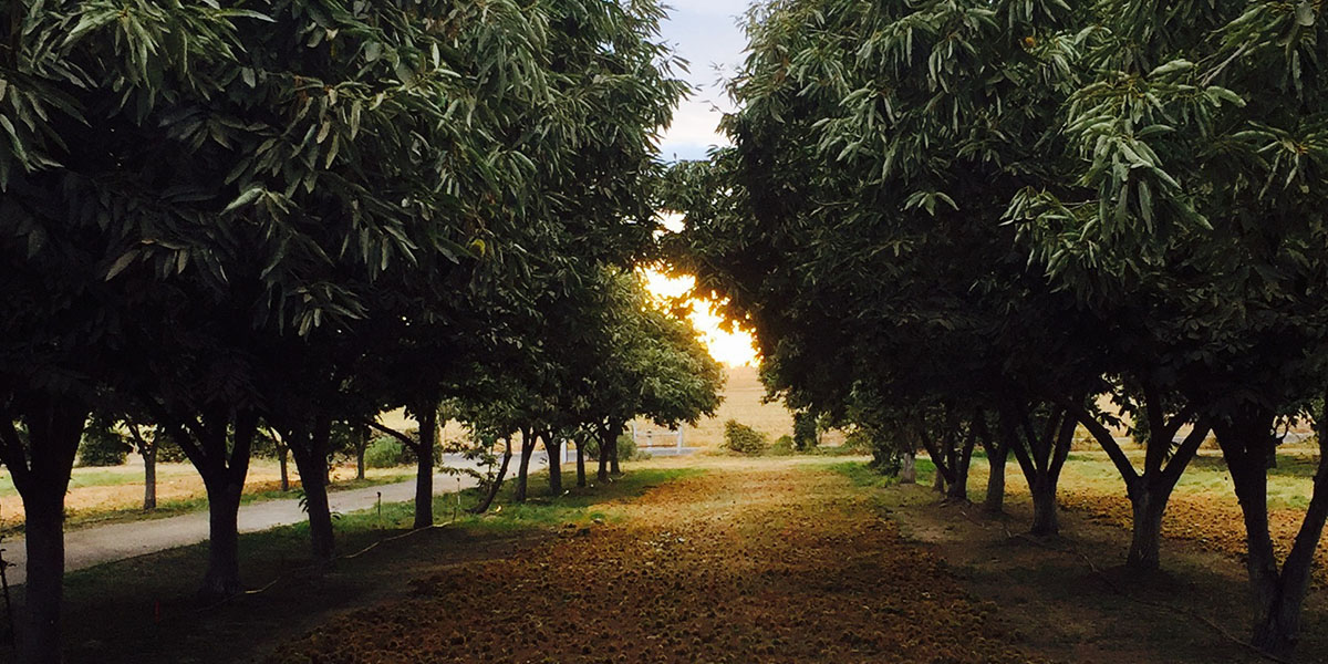 HOME The Chestnut Farm