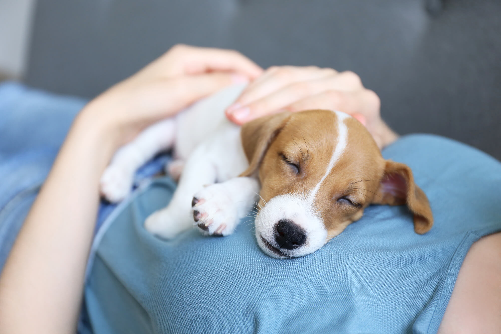 Why Does My Dog Lay On Top Of Me? (14 Reasons)