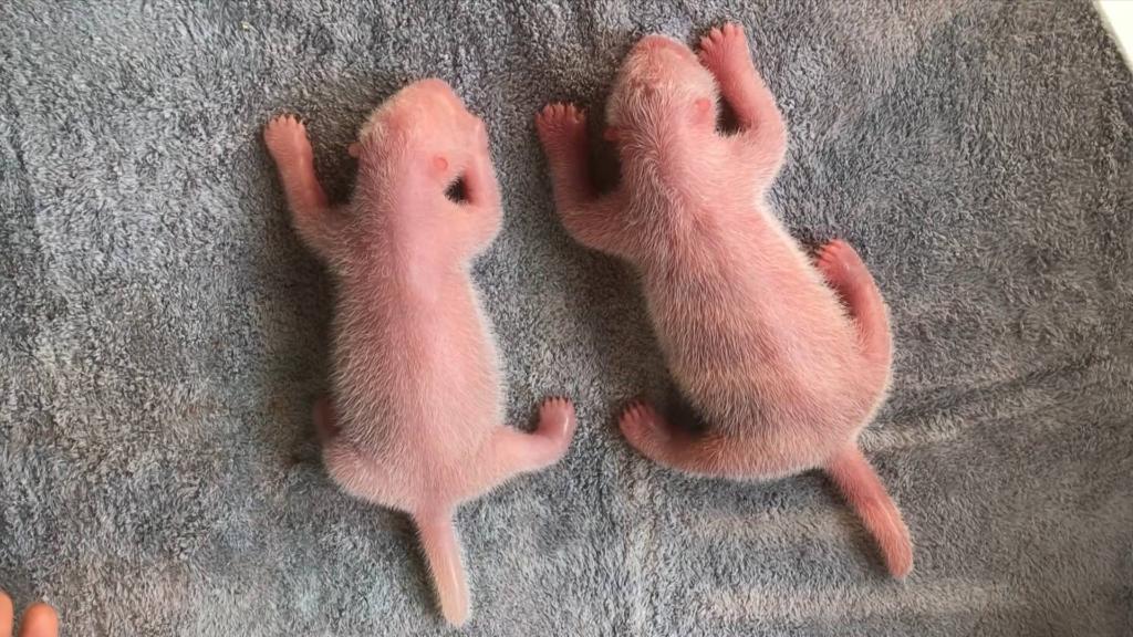 It’s a boy and it’s a girl Twin baby pandas born in Shaanxi The