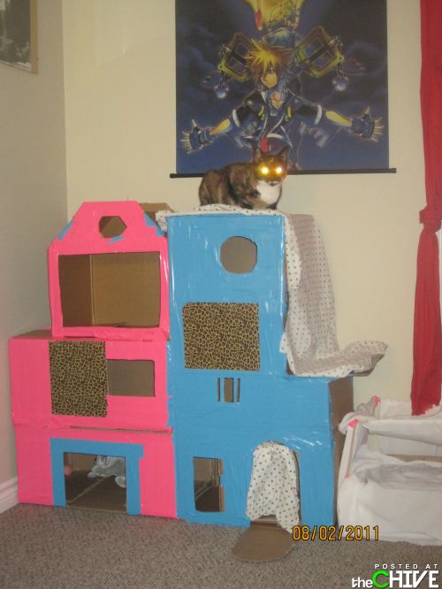 Cat Fort Contest