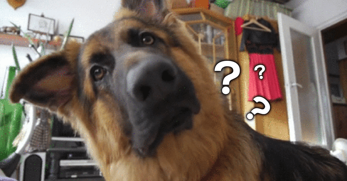 Few things are cuter than a confused head tilt