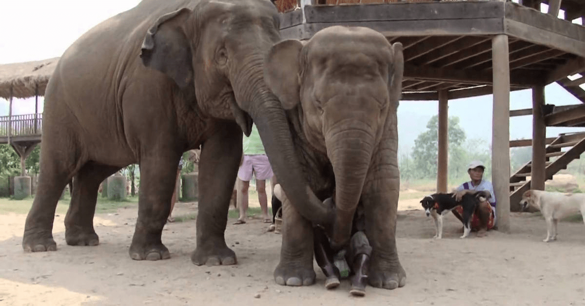 TIL that elephants think that humans are cute like puppies (18 Photos