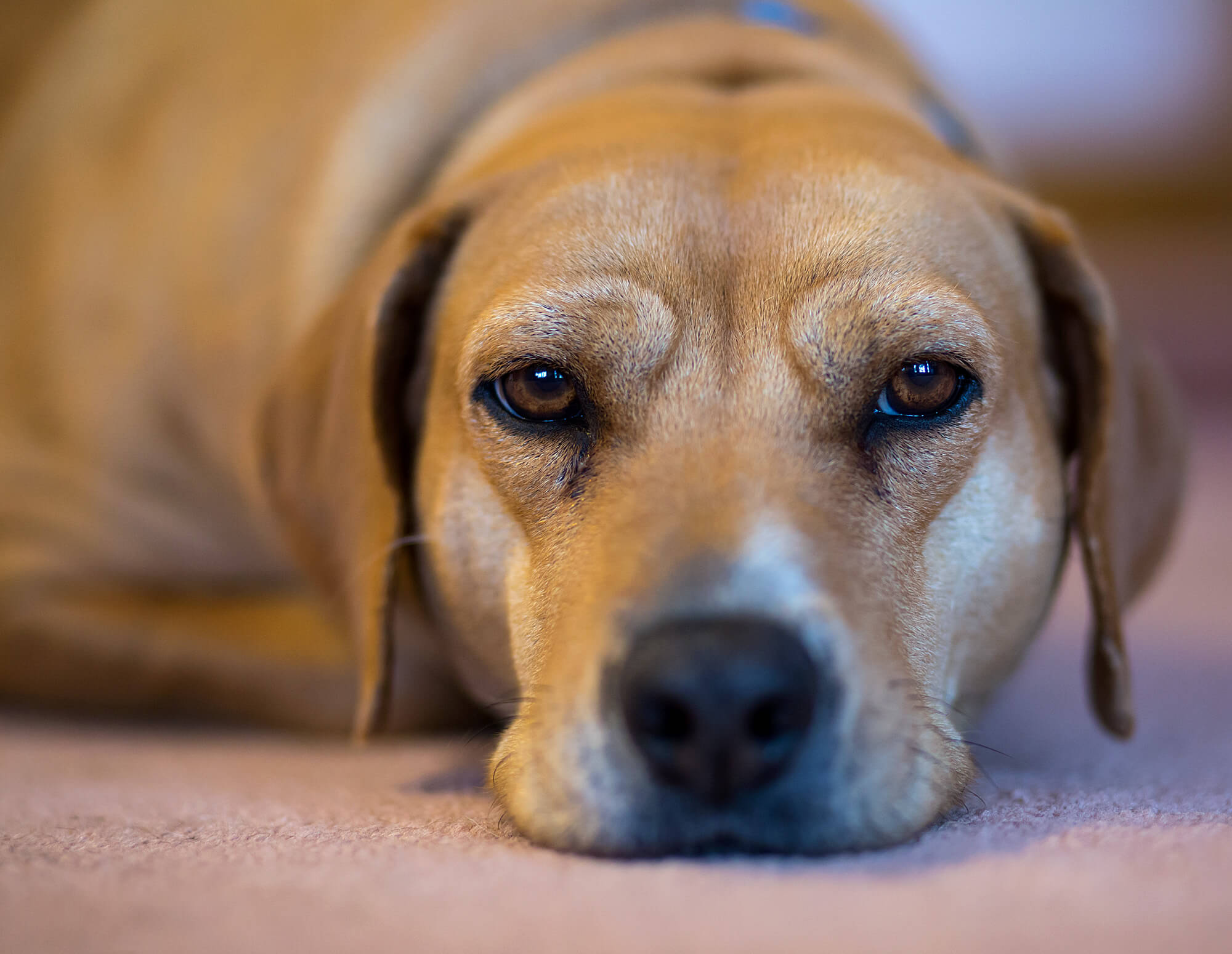 Three Animal Rescues You Should Consider Adopting A Dog From In Ireland