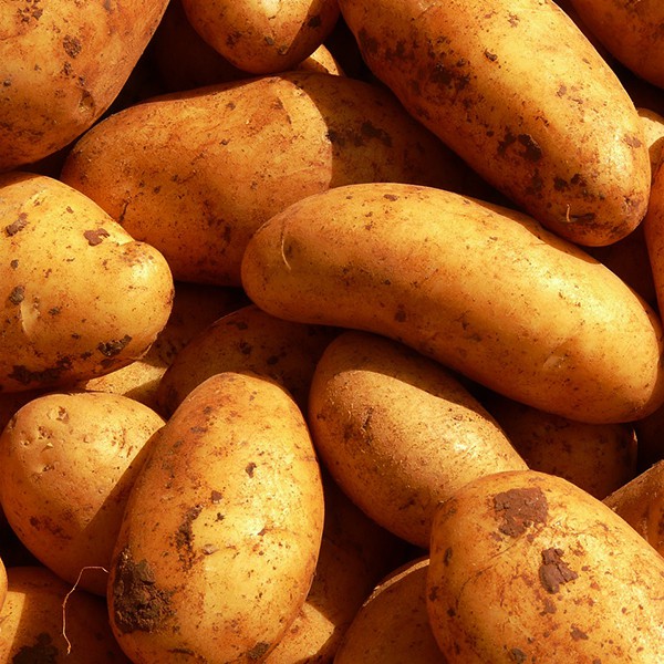 Idaho Potatoes The Citrus Tree Fresh Produce Market